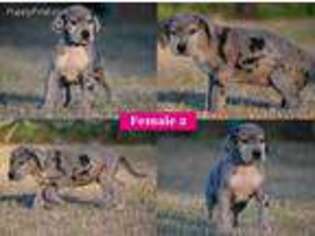 Great Dane Puppy for sale in Walstonburg, NC, USA