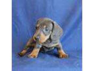 Dachshund Puppy for sale in Burlington, CO, USA