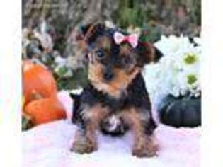 Yorkshire Terrier Puppy for sale in Navarre, OH, USA