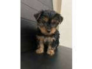 Yorkshire Terrier Puppy for sale in San Ramon, CA, USA
