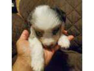 Miniature Australian Shepherd Puppy for sale in Pawtucket, RI, USA
