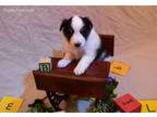 Shetland Sheepdog Puppy for sale in Twentynine Palms, CA, USA
