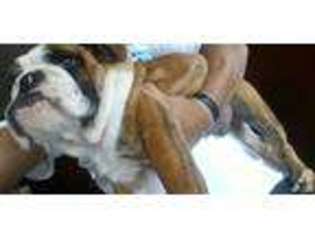 Bulldog Puppy for sale in ZILLAH, WA, USA