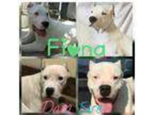 Dogo Argentino Puppy for sale in Lakeland, FL, USA