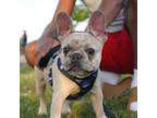 French Bulldog Puppy for sale in Carrollton, VA, USA