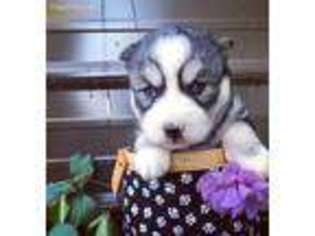 Siberian Husky Puppy for sale in White Lake, WI, USA