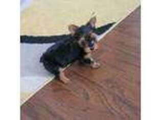 Yorkshire Terrier Puppy for sale in Marana, AZ, USA