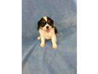 Cavalier King Charles Spaniel Puppy for sale in White Cloud, MI, USA