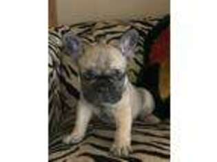French Bulldog Puppy for sale in Kingfisher, OK, USA