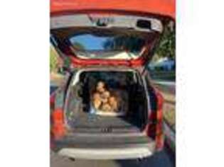 Golden Retriever Puppy for sale in Granada Hills, CA, USA