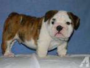 Bulldog Puppy for sale in BRADLEYVILLE, MO, USA