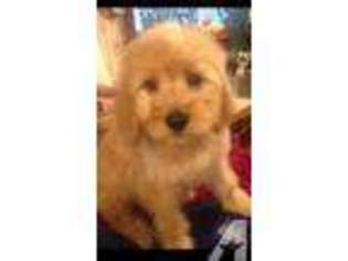 Goldendoodle Puppy for sale in OSWEGO, NY, USA