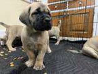 Mastiff Puppy for sale in Washington, PA, USA