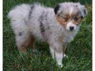 Australian Shepherd Puppy for sale in New Holland, PA, USA