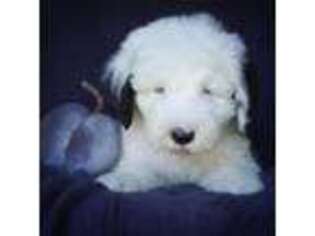 Old English Sheepdog Puppy for sale in Nampa, ID, USA