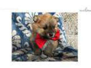 Pomeranian Puppy for sale in Rising Sun, MD, USA