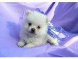 Pomeranian Puppy for sale in Gainesville, MO, USA