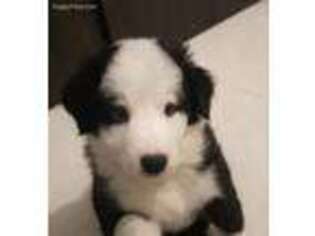 Border Collie Puppy for sale in Medford, MA, USA
