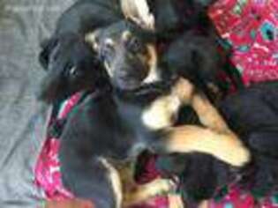 German Shepherd Dog Puppy for sale in Kingston, NY, USA