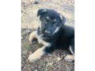 German Shepherd Dog Puppy for sale in Plain City, OH, USA