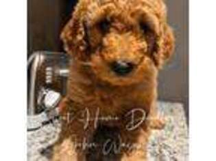 Goldendoodle Puppy for sale in Navarre, FL, USA