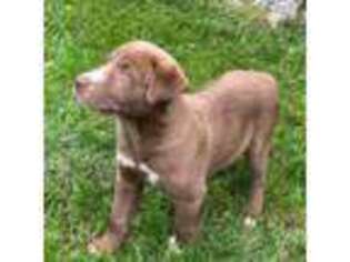 Mutt Puppy for sale in Olney, MD, USA