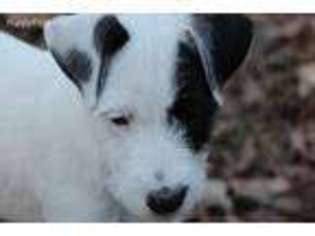 Jack Russell Terrier Puppy for sale in Arkadelphia, AR, USA