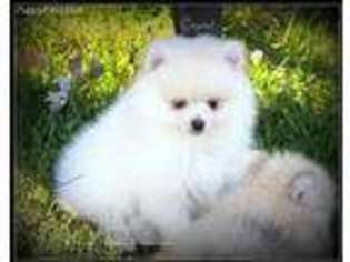 Pomeranian Puppy for sale in Orient, OH, USA