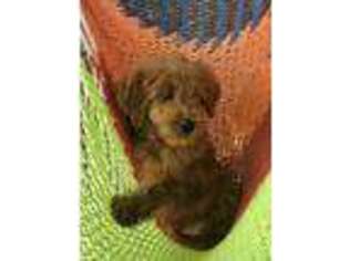 Goldendoodle Puppy for sale in Grayslake, IL, USA
