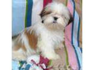 Mutt Puppy for sale in Hoquiam, WA, USA