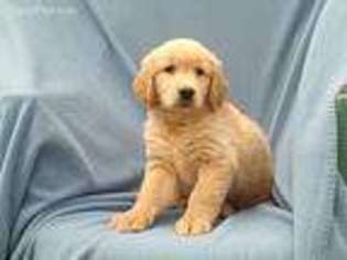 Golden Retriever Puppy for sale in Byron, MI, USA