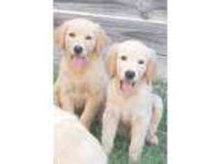 Golden Retriever Puppy for sale in Rockwall, TX, USA