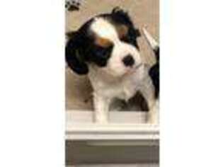 Cavalier King Charles Spaniel Puppy for sale in Wadesville, IN, USA