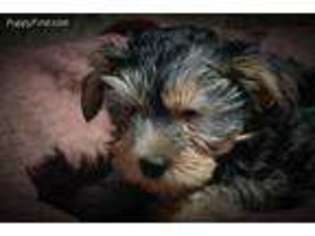 Yorkshire Terrier Puppy for sale in Chase City, VA, USA