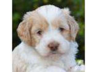 Australian Labradoodle Puppy for sale in BROOKINGS, OR, USA