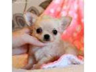 Chihuahua Puppy for sale in Durango, CO, USA