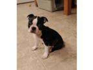 Boston Terrier Puppy for sale in Oroville, WA, USA