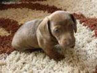 Dachshund Puppy for sale in Paradise, TX, USA