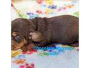 Dachshund Puppy for sale in Barnard, MO, USA