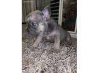 French Bulldog Puppy for sale in East Haven, CT, USA