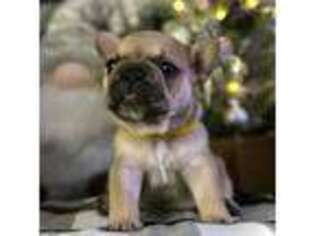 French Bulldog Puppy for sale in Avon, IN, USA