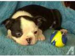 Boston Terrier Puppy for sale in LUFKIN, TX, USA