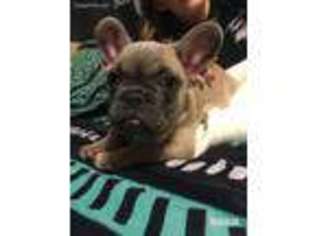 French Bulldog Puppy for sale in Assumption, IL, USA