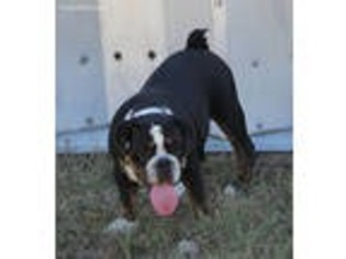 Bulldog Puppy for sale in Coffeyville, KS, USA