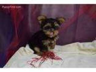 Yorkshire Terrier Puppy for sale in Unionville, MO, USA