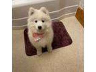 Samoyed Puppy for sale in Dudley, MA, USA