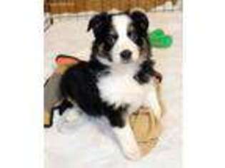 Australian Shepherd Puppy for sale in Harmony, NC, USA