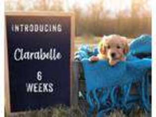 Goldendoodle Puppy for sale in Markle, IN, USA
