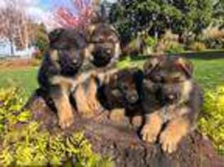 German Shepherd Dog Puppy for sale in Silverton, OR, USA