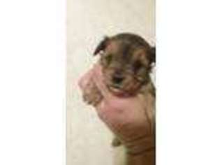 Yorkshire Terrier Puppy for sale in Micro, NC, USA